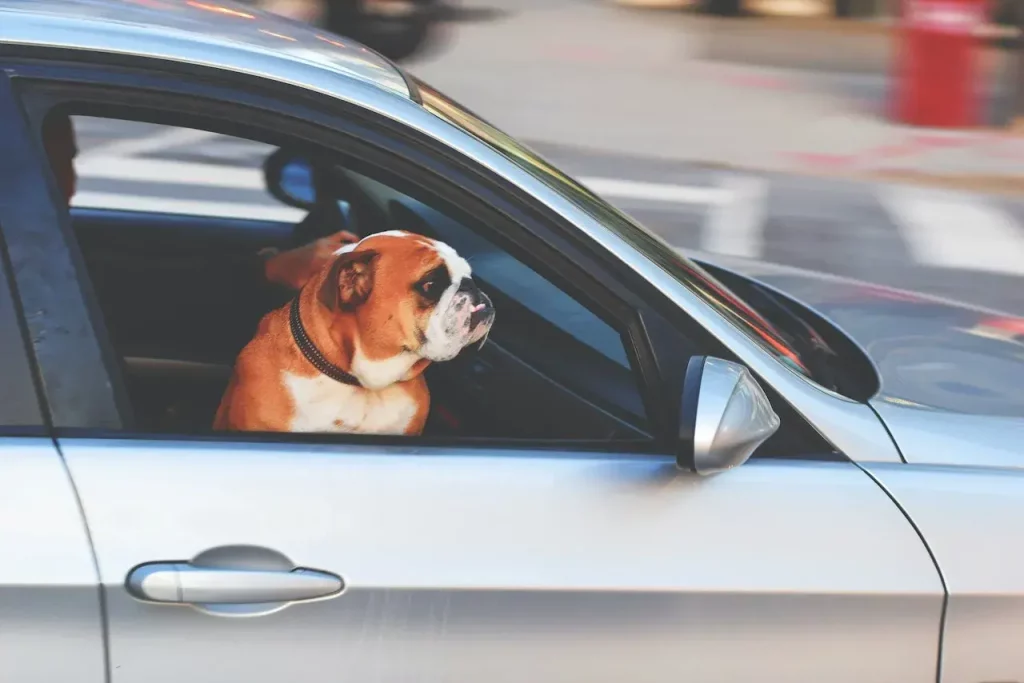 Com viatjar en cotxe amb gos