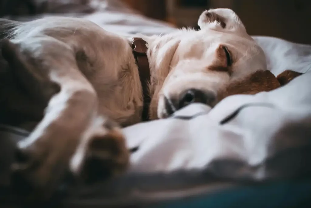 Quantes hores dormen els gossos?