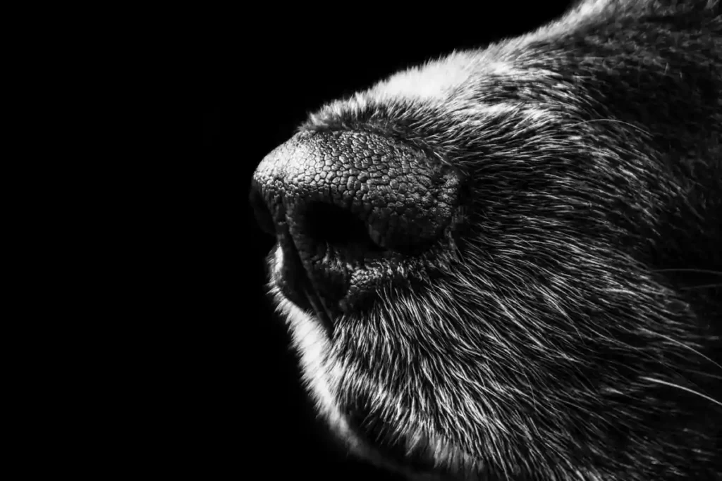 Com és l’olfacte dels gossos?
