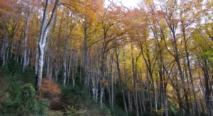 fageda de la grevolosa